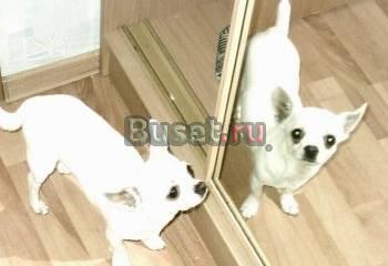 Ищем девочку для вязки Санкт-Петербург