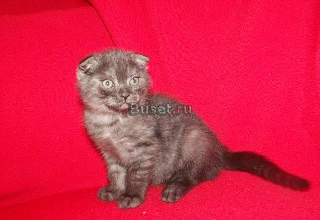 Не дорогой  шотландский  котик Москва