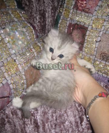 Котята породы американский керл Москва