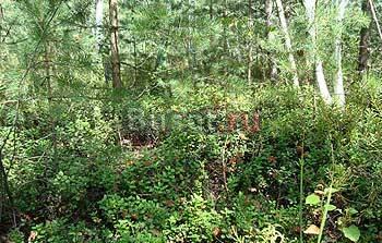 Участок 12 соток  в СНТ у д. Митяево Москва