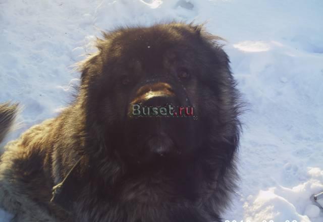 Вязка Видное