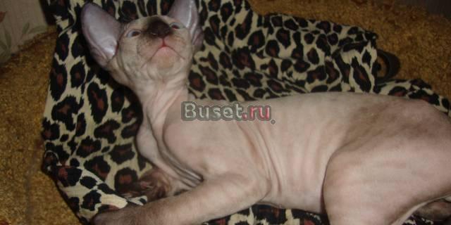 Кошечка Петербургского Сфинкса Санкт-Петербург