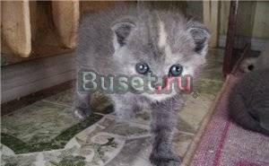 Шотландская вислоухая кошечка Москва