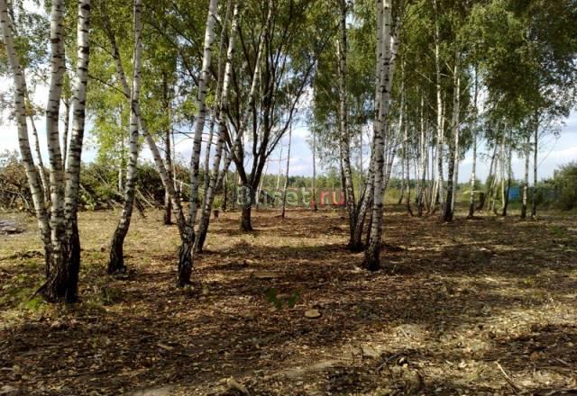 Продаю участок  кусочек березовой рощи Москва