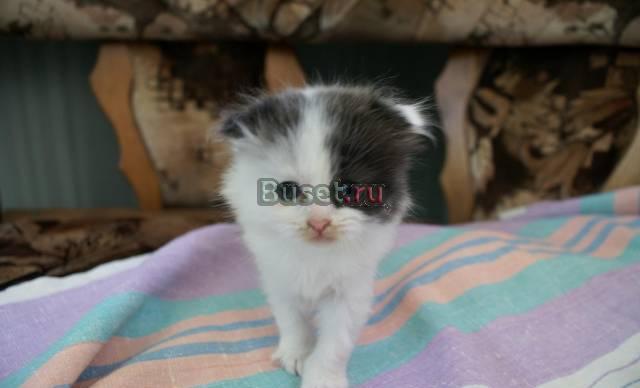 Шотландские вислоухие котята Самара