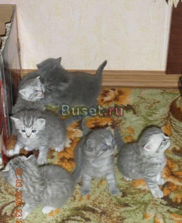 Продаю котят британцев Пенза