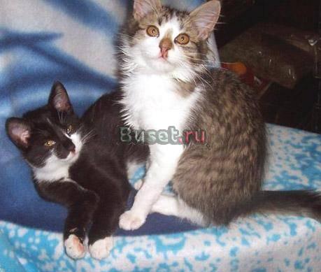 Котятки 4-х месяцев, в дар Москва