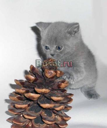 Ласковые, милые британские котятки Москва