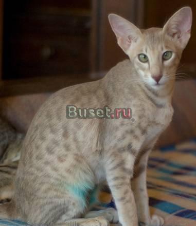 Ориентальные котята Москва