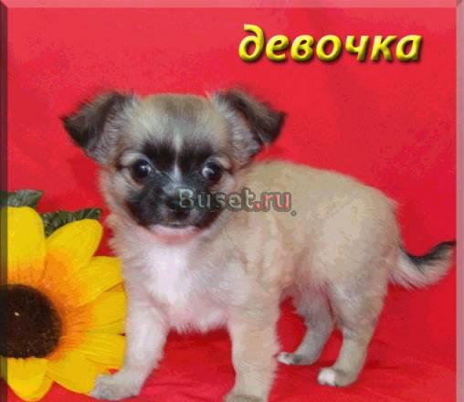 Д-ш  девочка с шоколад геном Санкт-Петербург