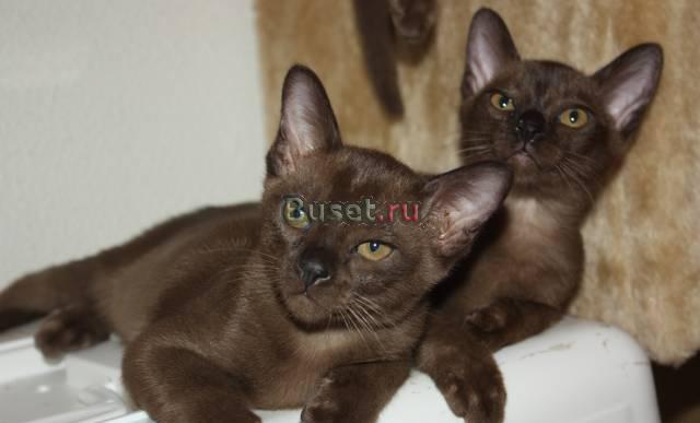 Котята Европейской Бурмы Москва