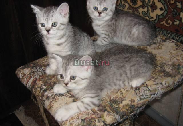 Серебристые вискас котики и кошечки Санкт-Петербург