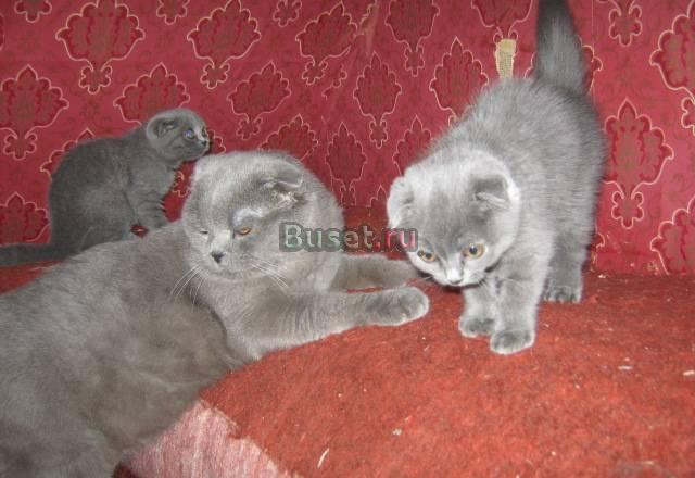 Голубой  кот на вязку и его котята Санкт-Петербург