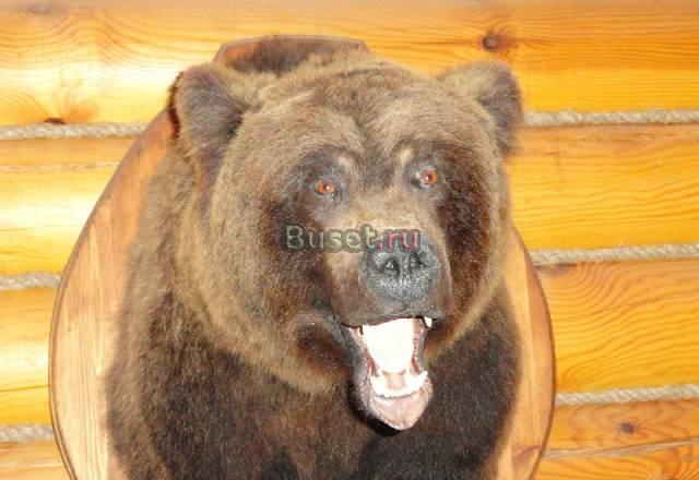 Чучело медведя Москва