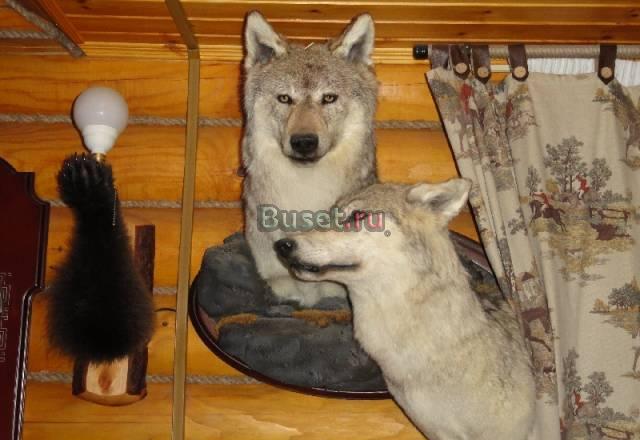 Чучело волка Москва