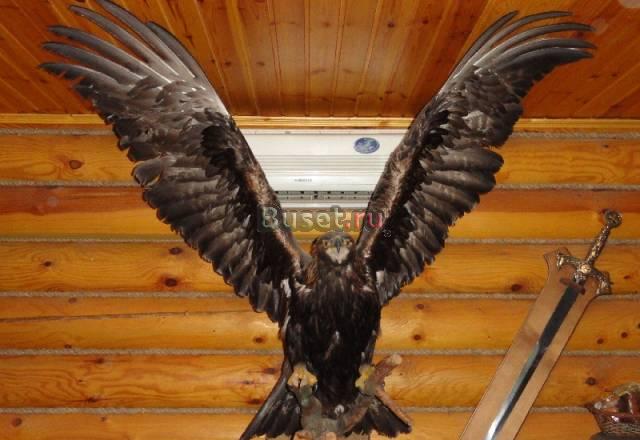 Чучело орла Москва