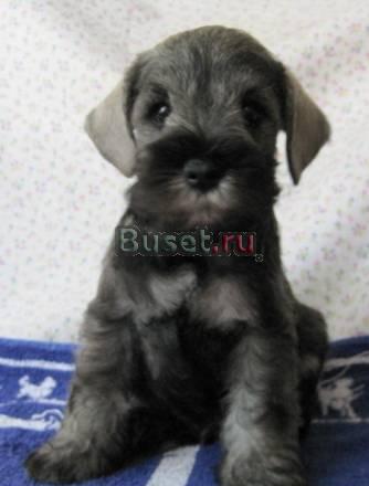 Щенки цвергшнауцера Тверь