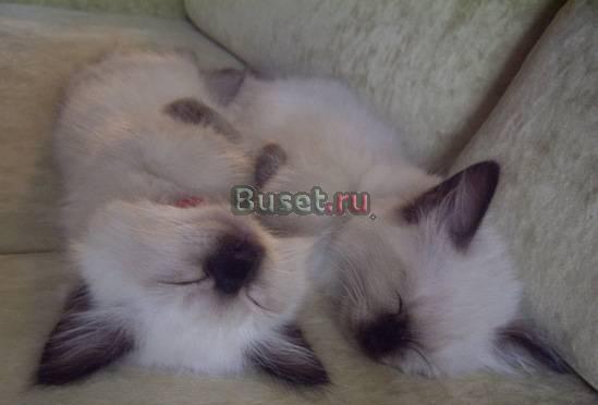 Невские маскарадные котята Москва