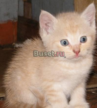 Котёнок 1 мес. (мальчик) Нижний Новгород
