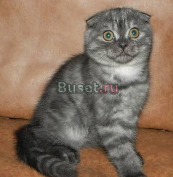 Шотландский вислоухий котик Москва