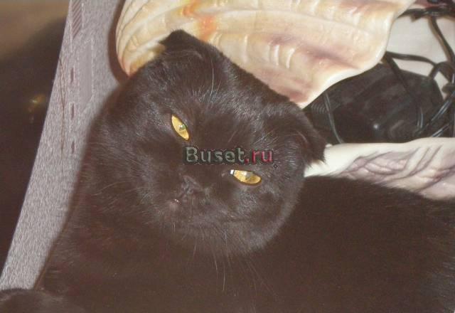 Ищу кота скоттиш-страйта для вязки Чехов