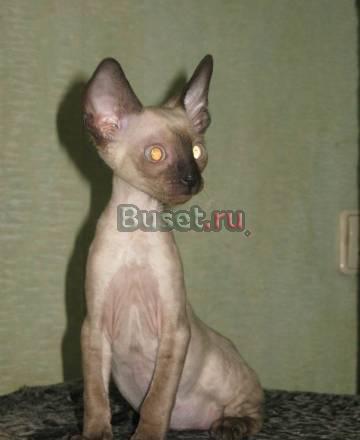 Корниш-рекс котята от питомника Москва