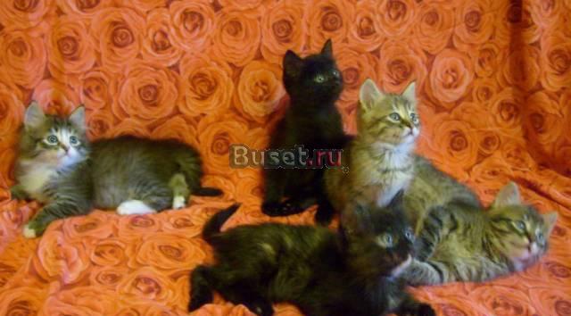 Котята Казань