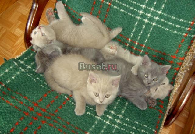 Плюшевые котята Колпино