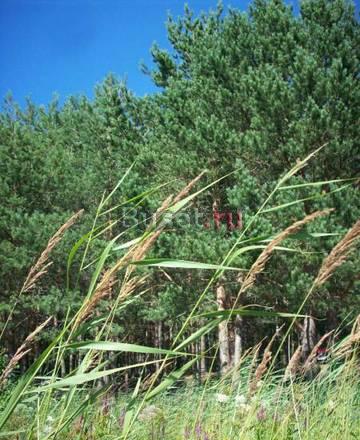 УЧАСТОК 20 СОТ. У ВОДОЕМА Кингисепп