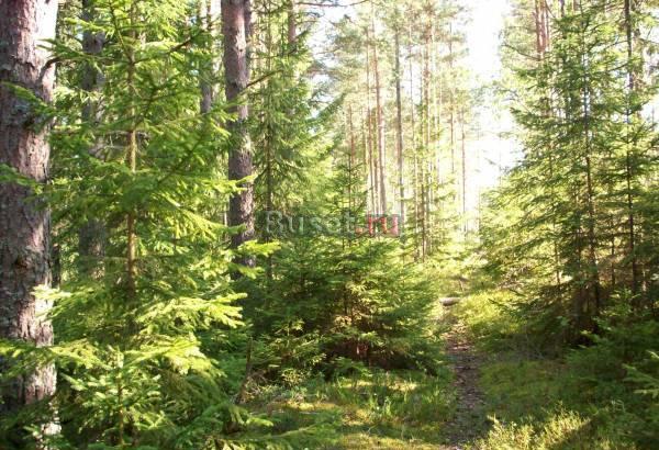 УЧАСТОК 28сот. У РЕКИ -500 т.р. Кингисепп