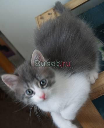 Отдам котенка, мальчик Татошка, 1.5 месяца в дар Москва