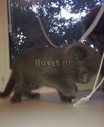 Котик Нижний Тагил