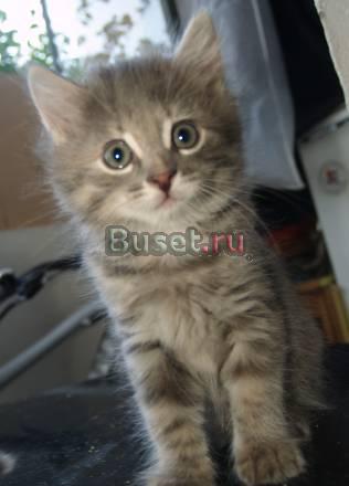 Котенок девочка Тося,  1.5 месяца в дар Москва