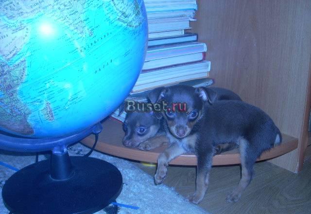 Той терьер прекрасен всем,хоть и маленький совсем Тула
