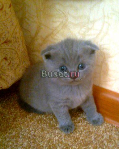 плюшевые котята Москва