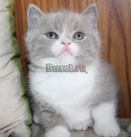 Шотландские(страйт)котята Санкт-Петербург