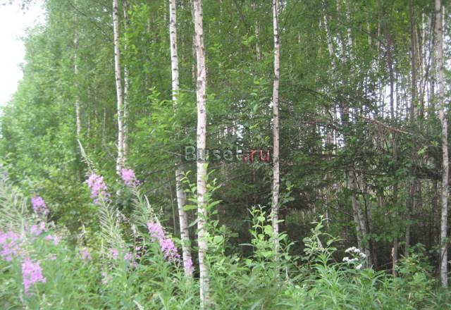 Продается участок у леса 10 соток 100 км от МКАД п Москва
