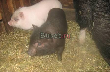Поросята вьетнамской вислобрюхой свиньи Новозыбков