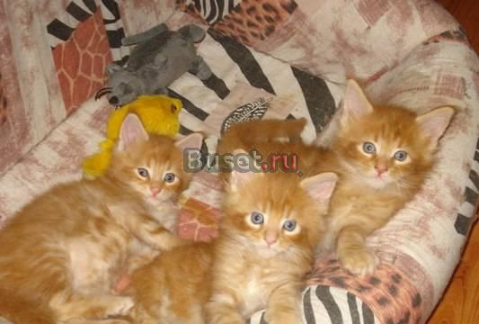 Котята мейн кун Новороссийск