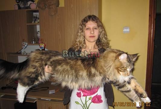Котята мейн кун Новороссийск