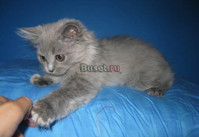 Великолепный шотландский котенок Москва