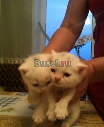 Котята британские  шотландские Москва