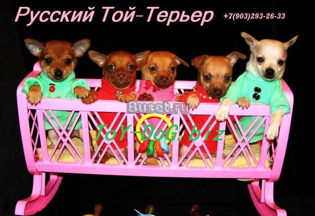 Русский той - выбор Москва