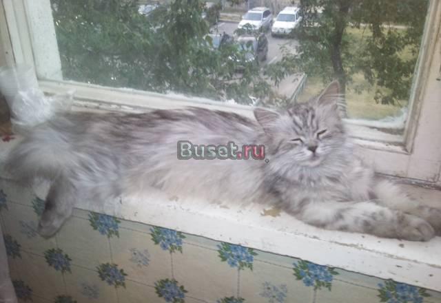 В добрые руки кошечку Москва