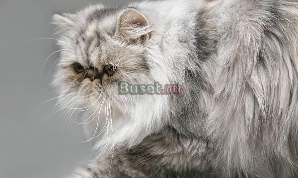 Персидская кошечка Санкт-Петербург