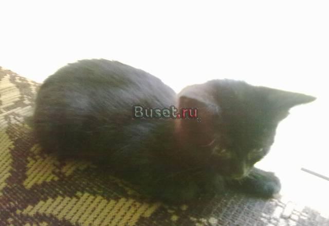 Отдам котёнка за символическую плату Санкт-Петербург