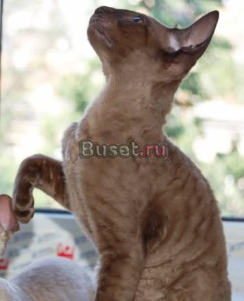 Кудрявый котенок корниш-рекс Санкт-Петербург
