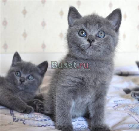Британские голубые котята - озорные медвежата Москва