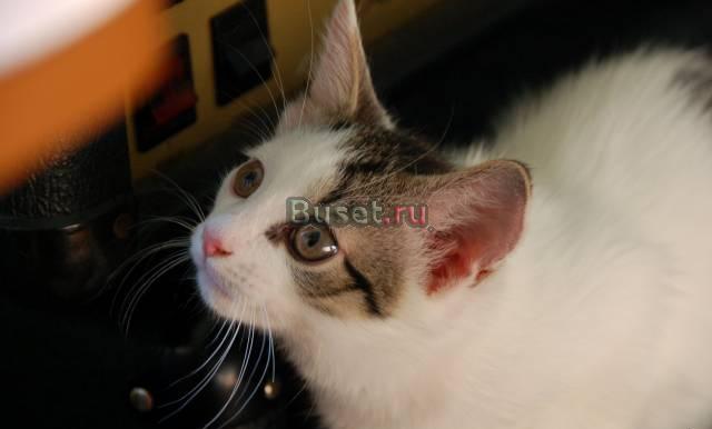 Отдам Арчи, котенка для взрослых спокойных людей Москва