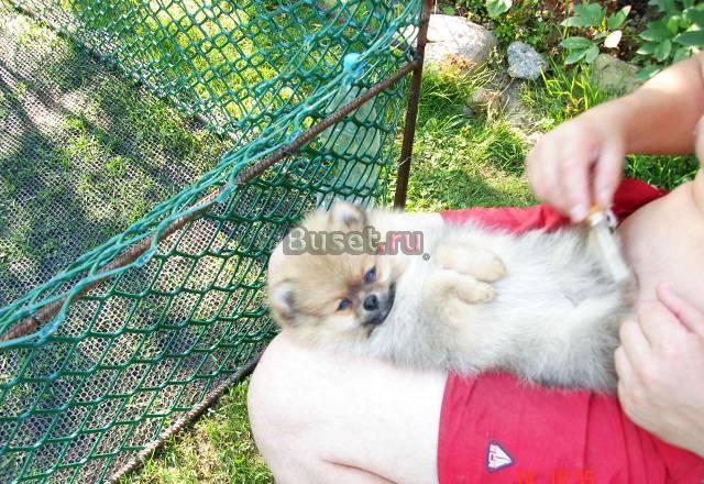 Пушистое чудо на вашей руке Москва